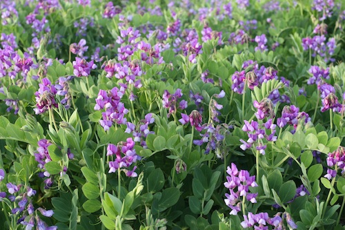 Sea Peas | Lyn Littlefield Hoopes