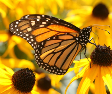 Butterfly | Summer Writers