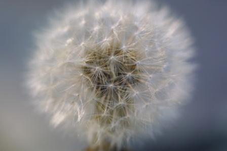 dandylion fluff image by Lyn Littlefield Hoopes