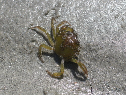 Green Crab | Lyn Littlefield Hoopes