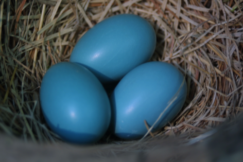 Robins Eggs | lyn littlefield hoopes