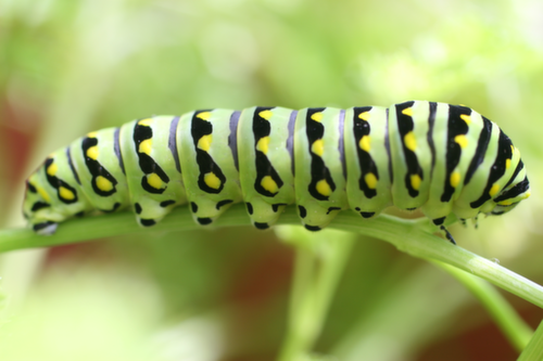 swallowtail caterpillar Lyn Littlefefield Hoopes